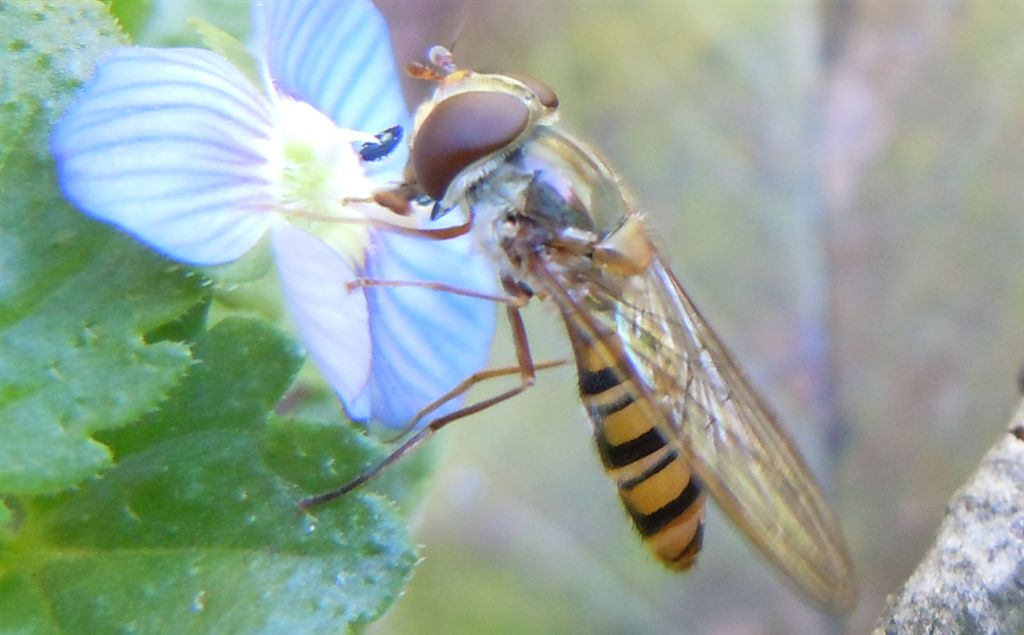 Episyrphus balteatus